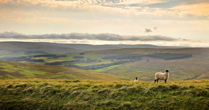 sheep on the heather covered hills of the Durham Dales